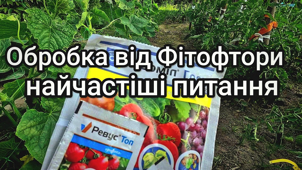 Обробка томатів від Фітофтори