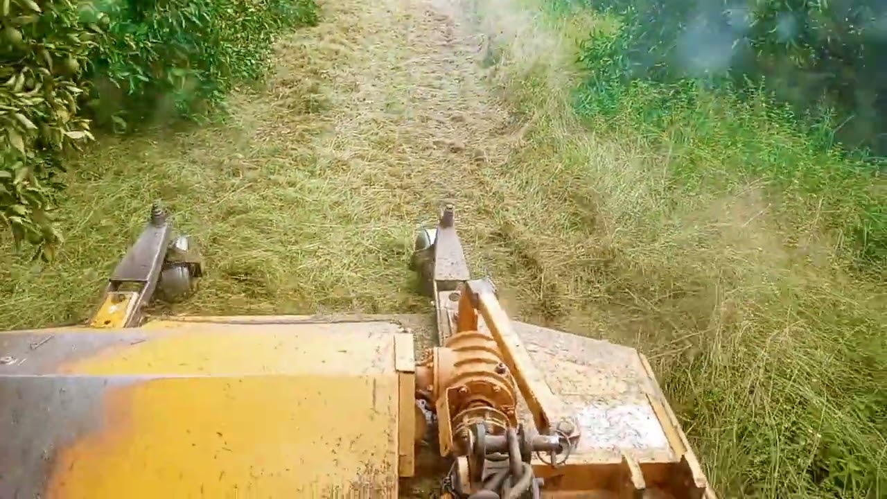 Ro&ccedil;ando no pomar de citrus