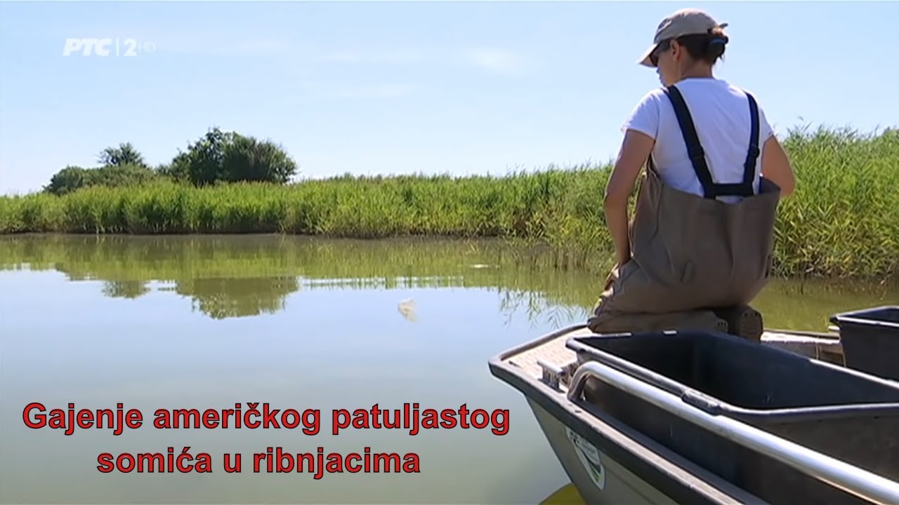 Gajenje američkog patuljastog somića u ribnjacima
