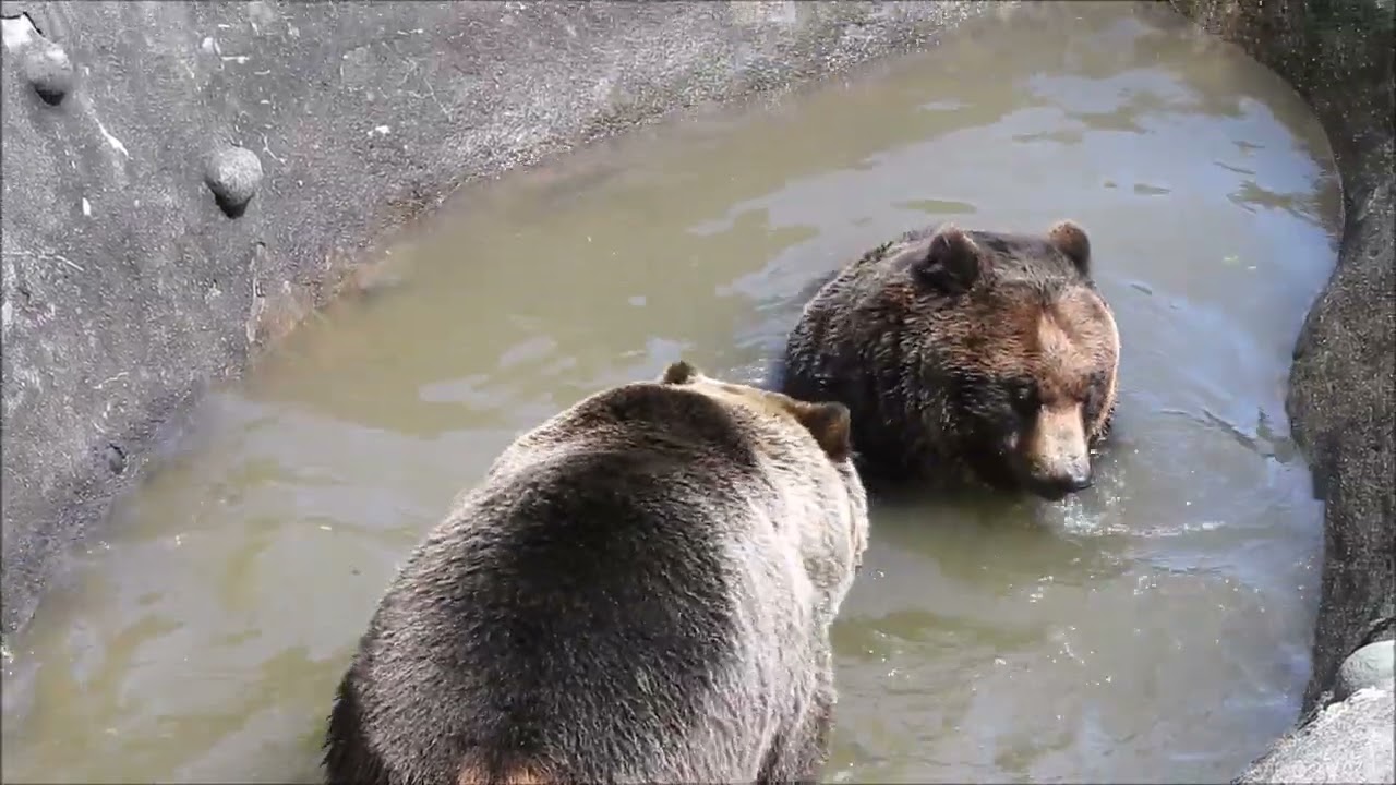 マンタロウとカンタの水浴び　静かにじゃれじゃれ
