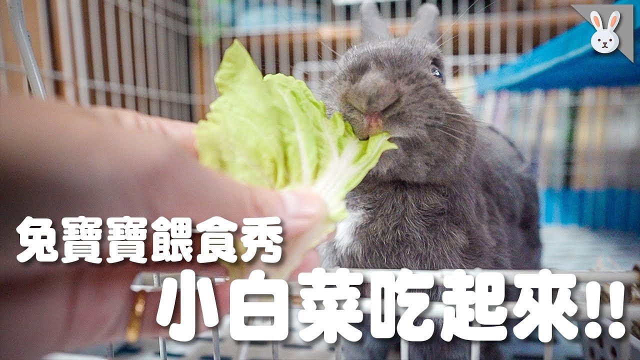 【侑敏yomin】敲好吃小白菜，底迪竟然吃到一半就不吃了！／兔寶寶餵食秀EP3