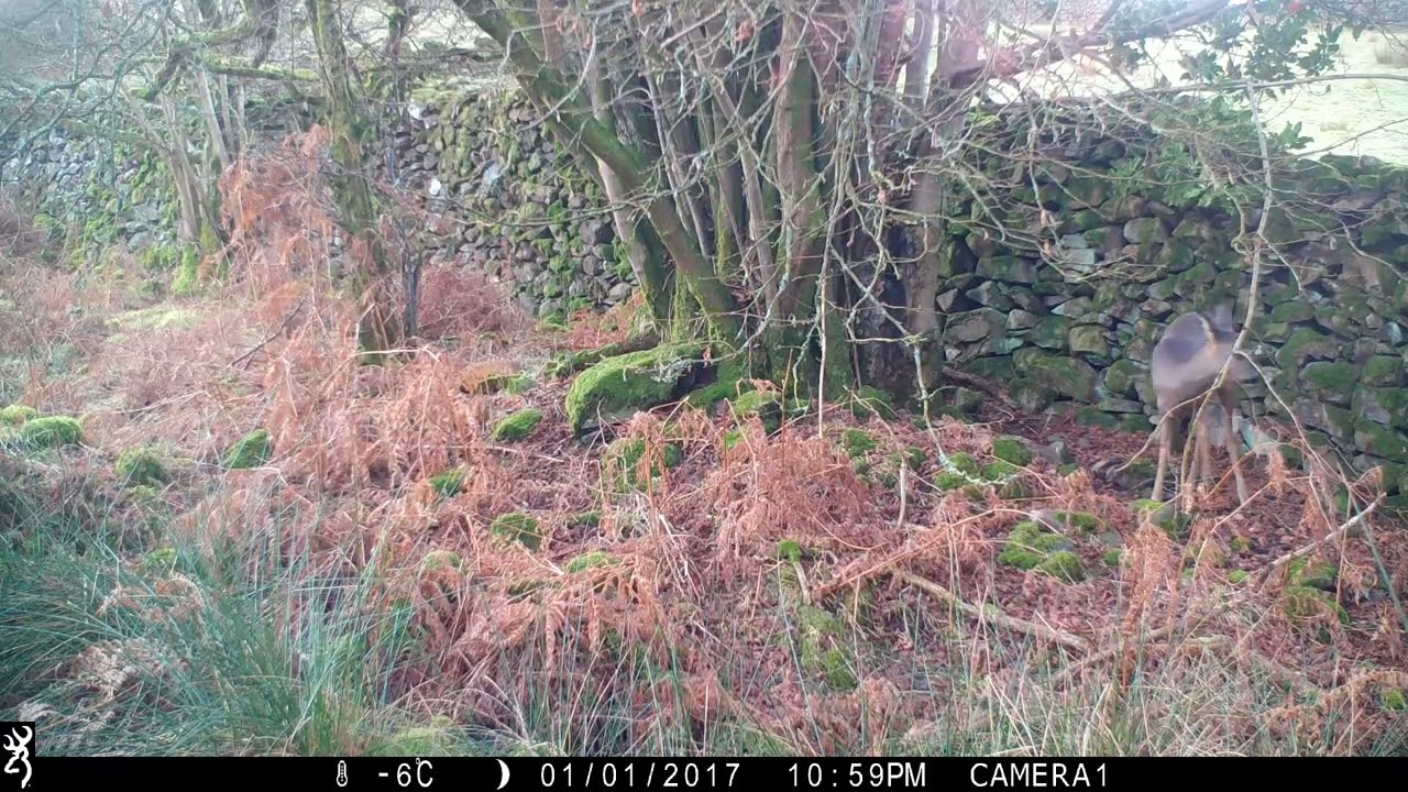 Oh Deer, Oh Deer!
