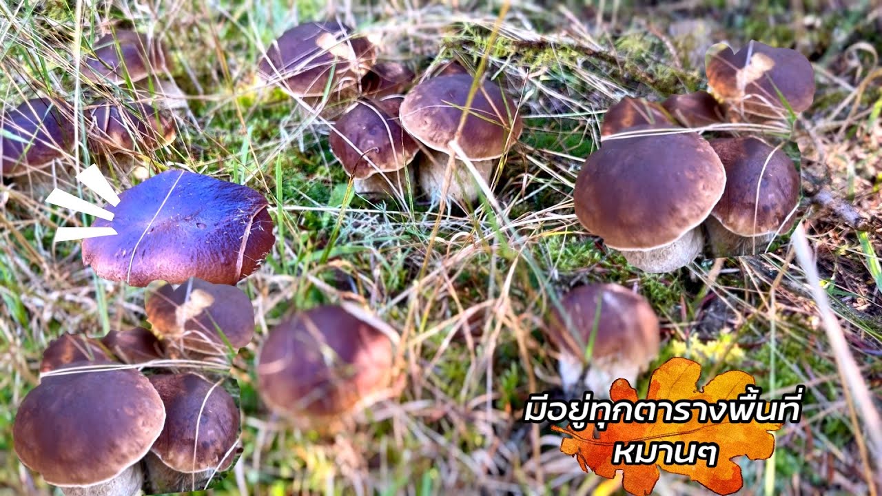 ใจเต้นดั่งกลองเพล เมื่อฉันเก็บเห็ดผึ้งหวานเป็นกลุ่มๆ #เก็บเห็ด #boletusedulis #เห็ดผึ้งหวาน