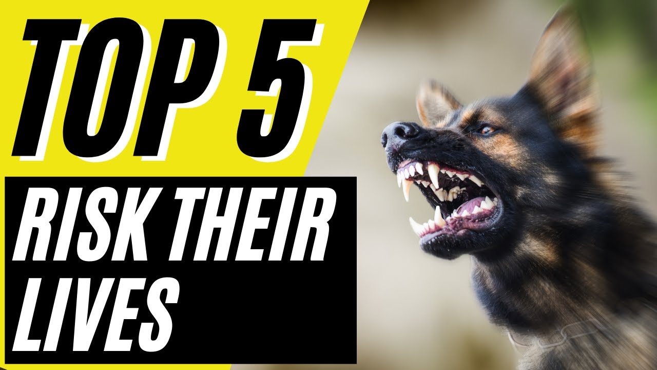5 Dog Breeds That Will RISK Their Own Lives to Save Yours