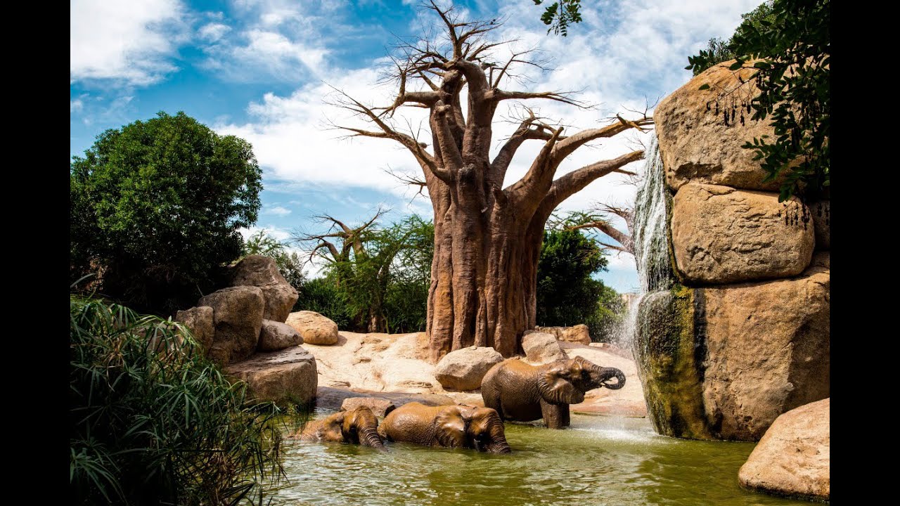 Valencia Biopark - animal's world (В мире животных - Зоопарк Валенсии)