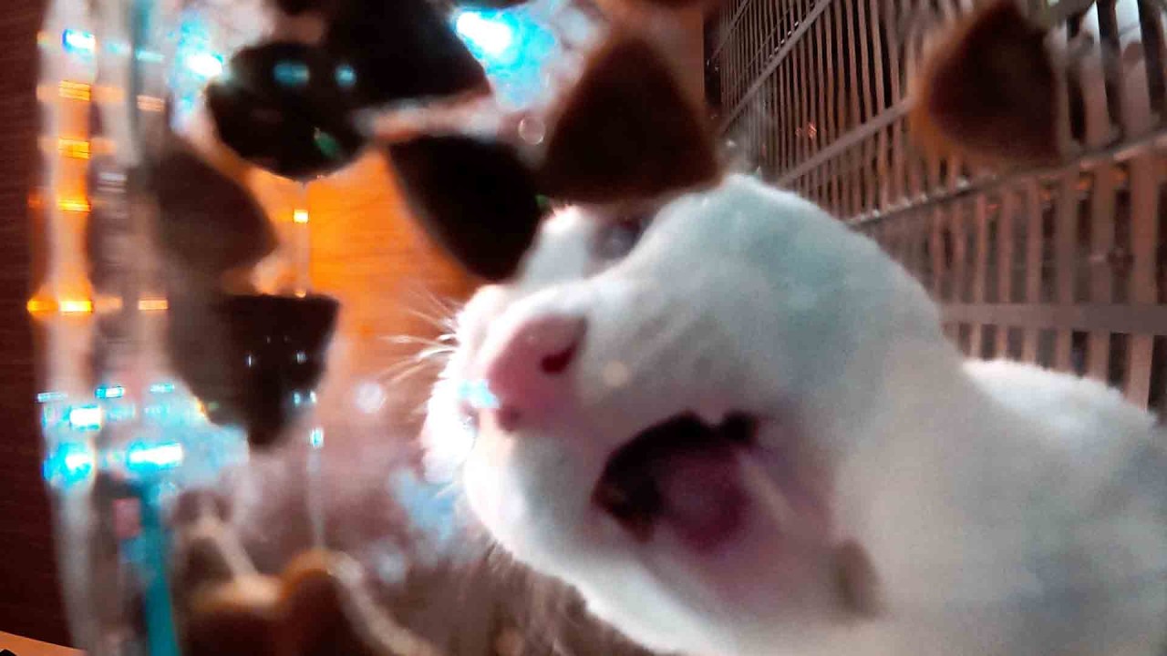 Two cats Take turns eating l Natural Cat ASMR