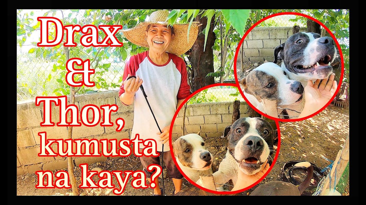 VLOG 283: MGA ASO NI TATANG SENIOR HARABAS, KUMUSTA NA KAYA? | BUHAY PROBINSIYA