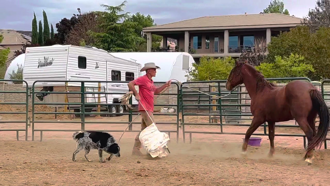 A horse that can't back up REARS up. A little info on backing your horse.