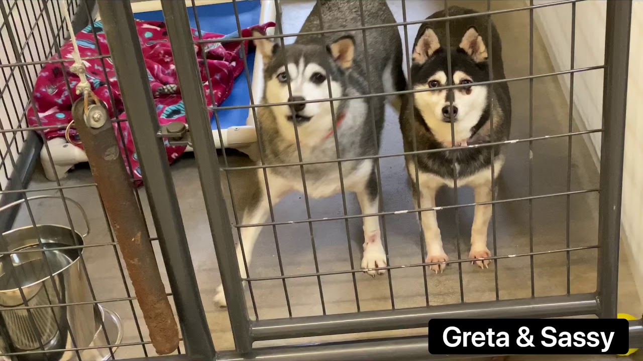 Update on Our Newest Puppy Mill Rescue Arrivals - Some Becoming More Brave - Some Still Quite Scared