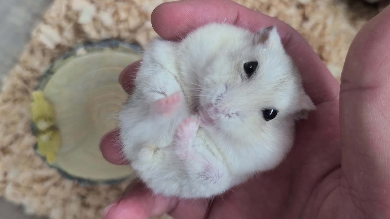 꾸시꾸시