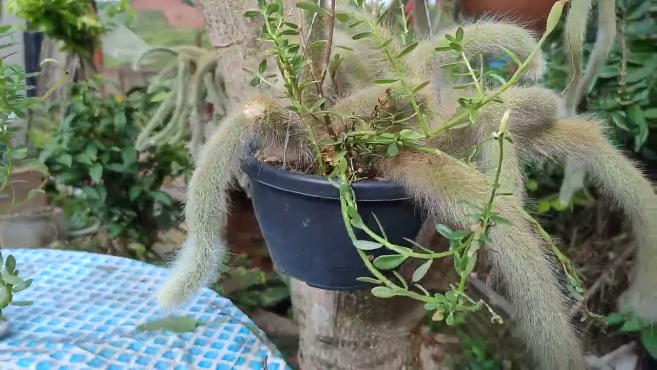 HOW TO CARE FOR YOUR MONKEY TAIL CACTUS COLLECTION
