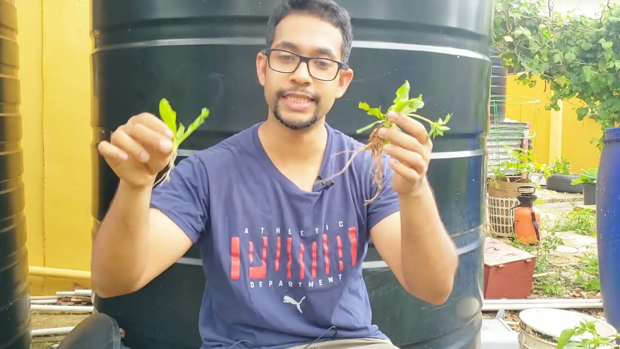 Grow Chadon Beni/Bandania! | Growing Guide for my Favorite Trini Seasoning!