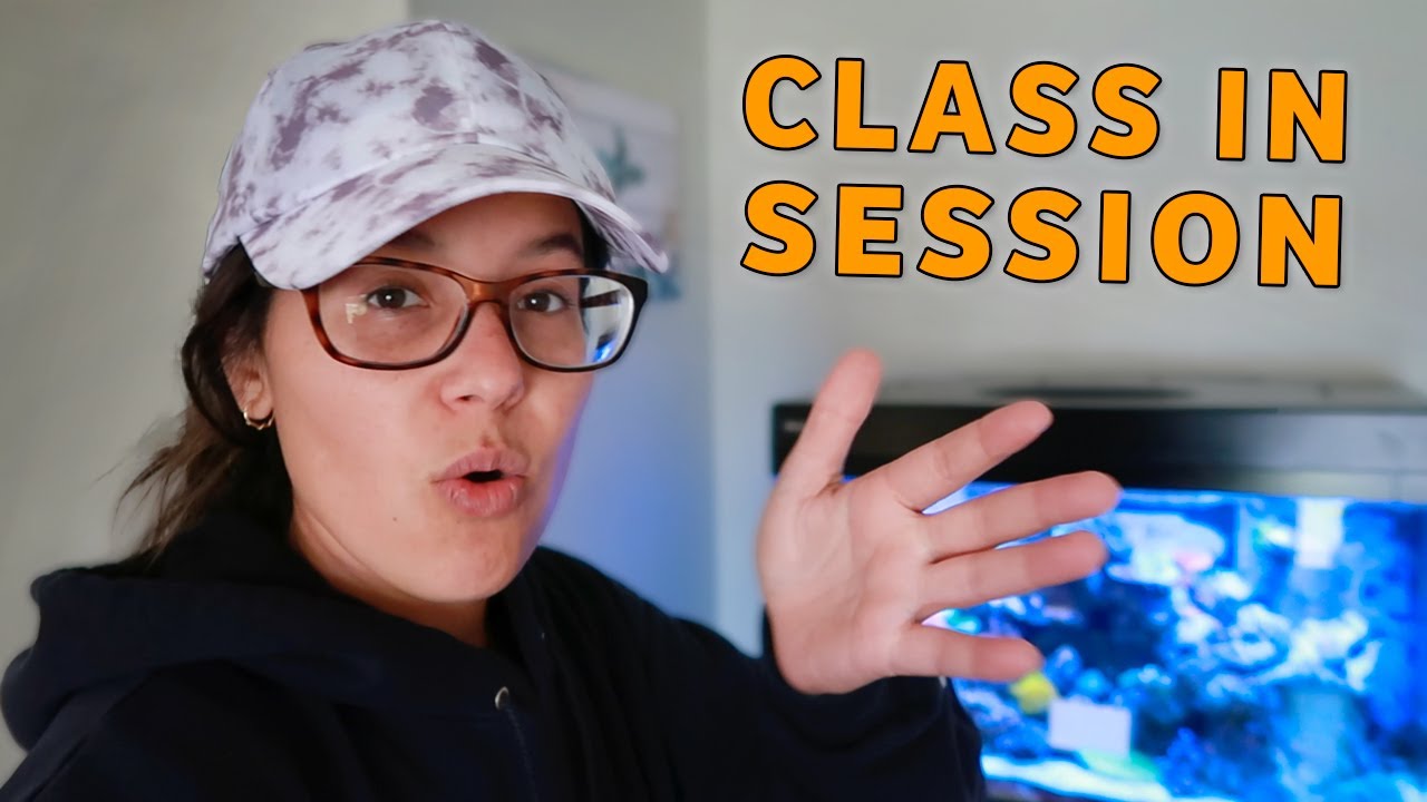 Training Fish to Host MASSIVE Bubble Tip Anemone!