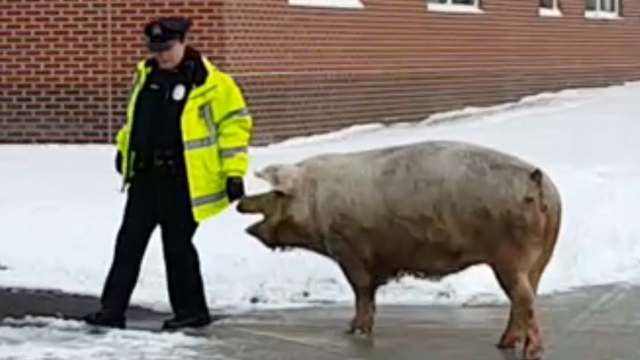 Giant Pig Chases Cop 🐷 🐷 🐷