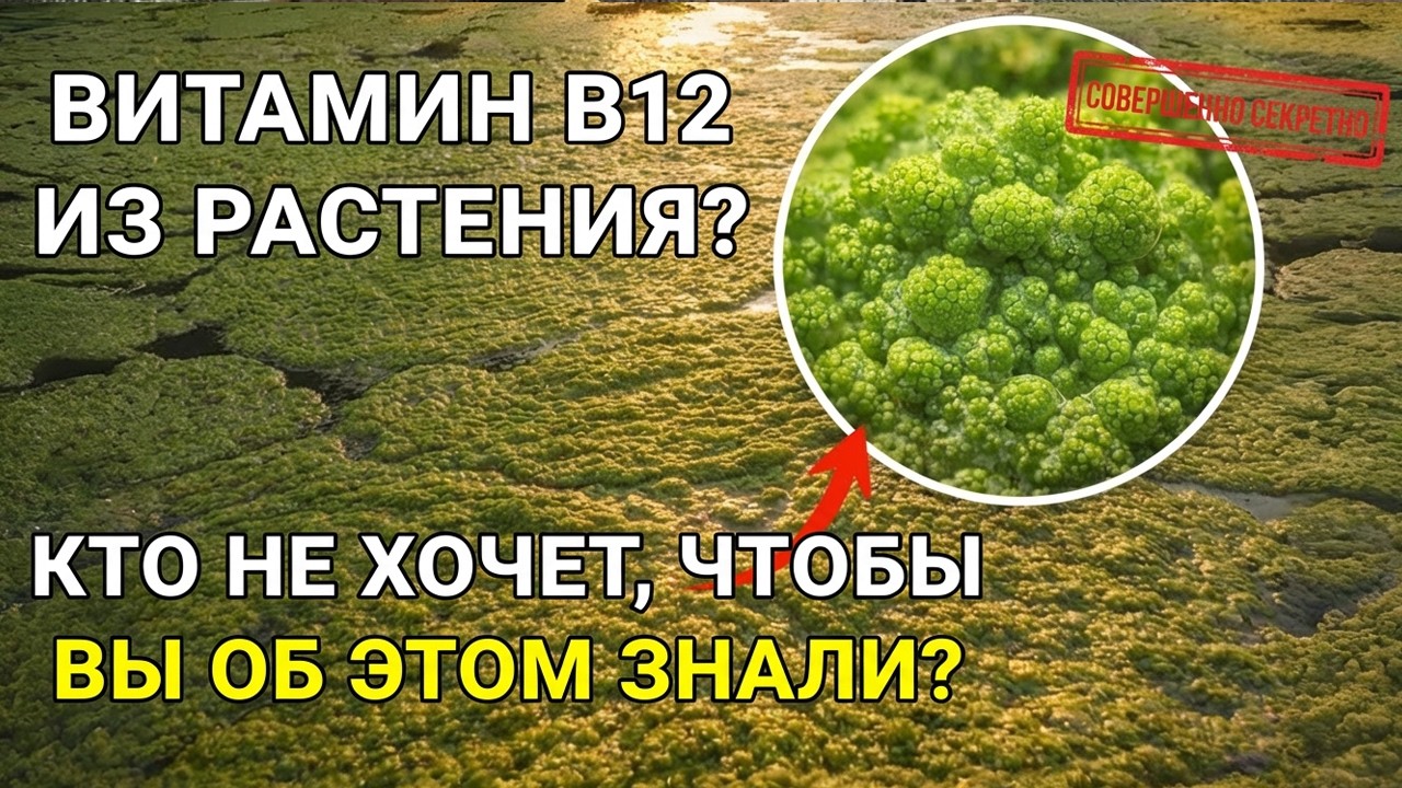 Растение с большим содержанием белка, чем мясо, которое удваивается каждые 48 часов?