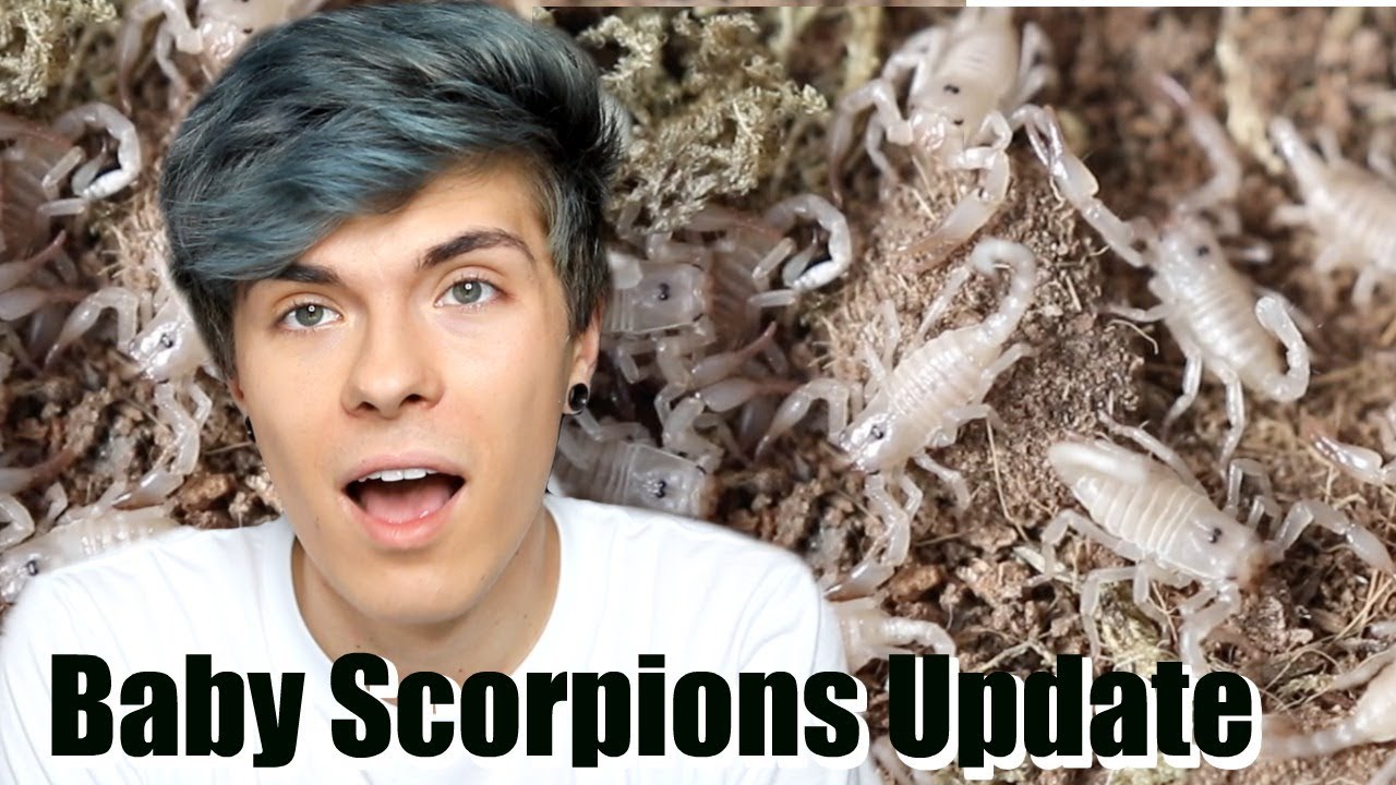I have 15 Baby Scorpions... How are they doing? *UPDATE*