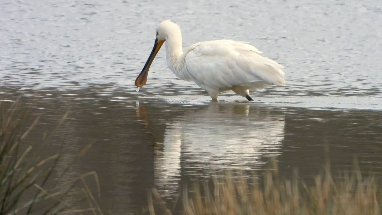 RSPB Bowling Green Marsh 4K