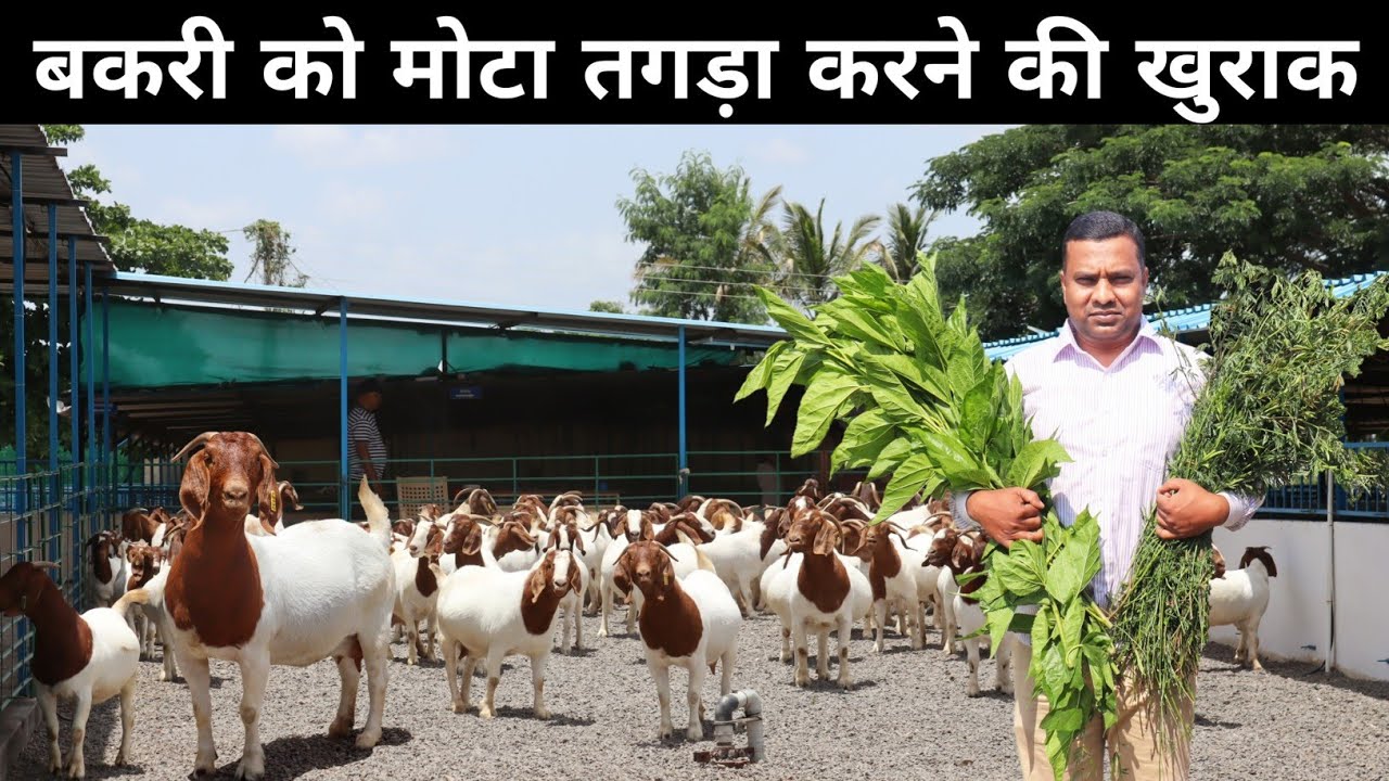 कमजोर बकरी को भी मोटा कर देगा ये हरा चारा | Green Fodder For Goat Farming