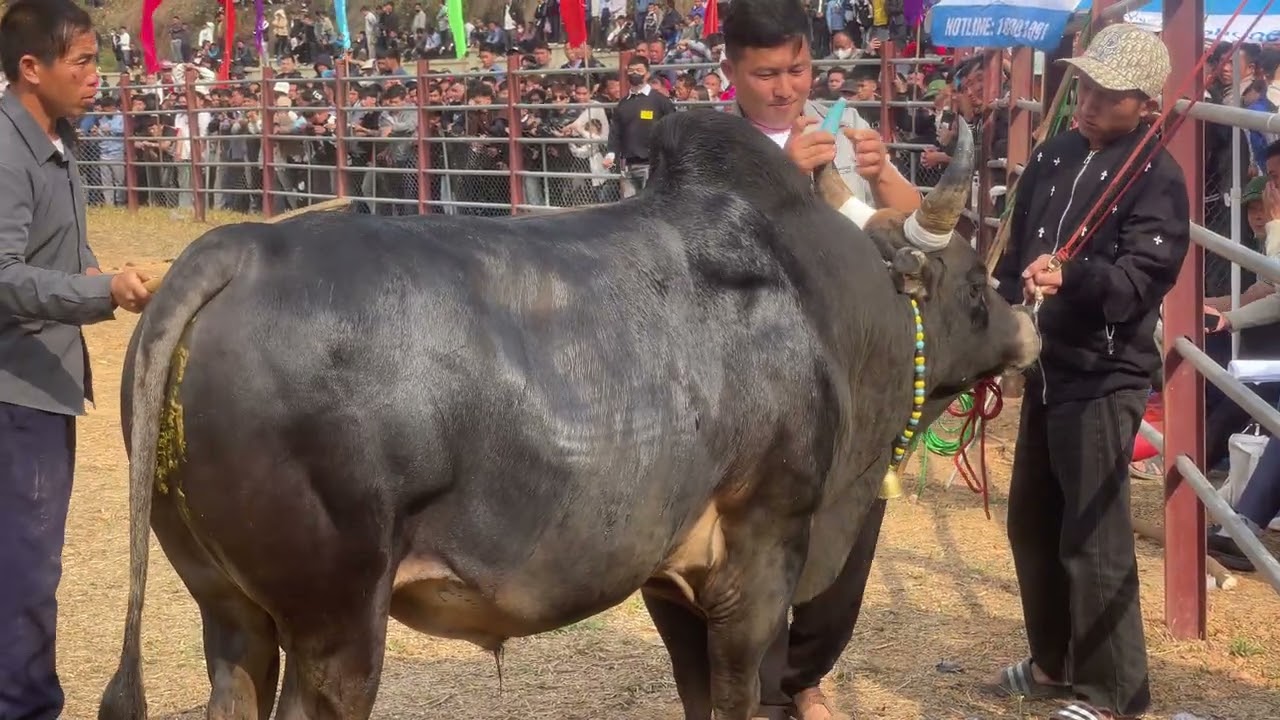 Nyuj sib nraus zoo saib nyob Na Son 2026
