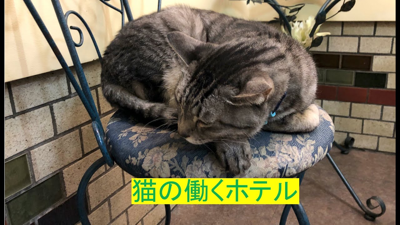 猫の働くホテル ホテルダイキ