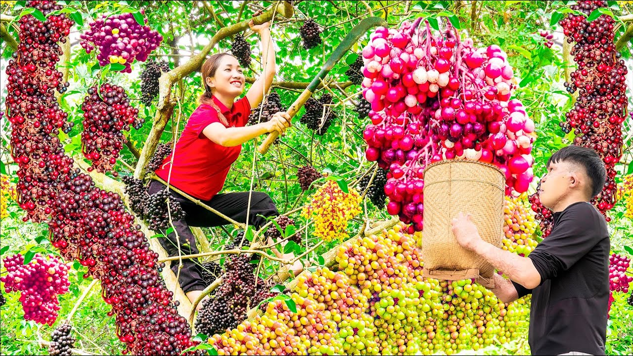 Harvest Black Forest Grapes - Make Wine Soaked Grapes Goes to the market sell - Lý Thị Hoa