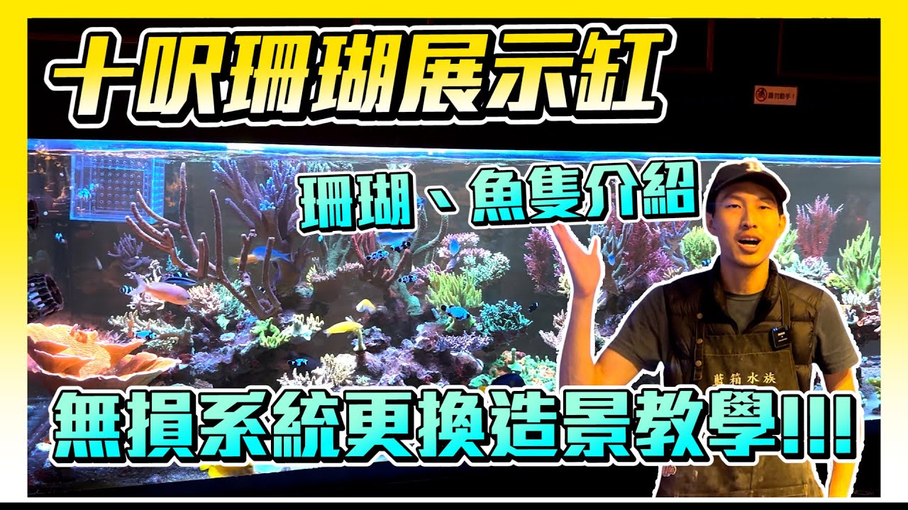 【藍箱水族】十呎展示缸 珊瑚品種名稱解說！更換造景前的紀錄！買硬骨要怎麼選？金米粉的繁殖故事～
