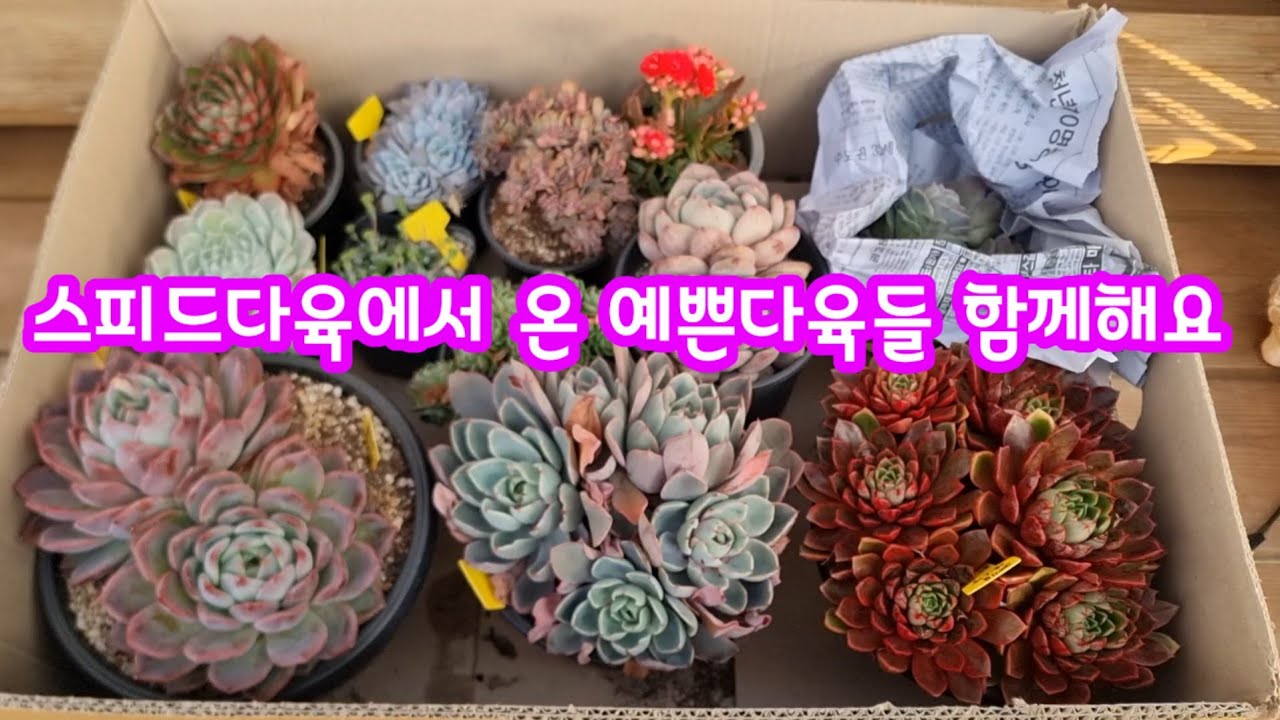 26.1.26 🌹오늘 예쁜 다육들너무 많아요~스피드다육에서 온 예쁜다육들 언박싱🌹#스피드다육 010-5248-5955 