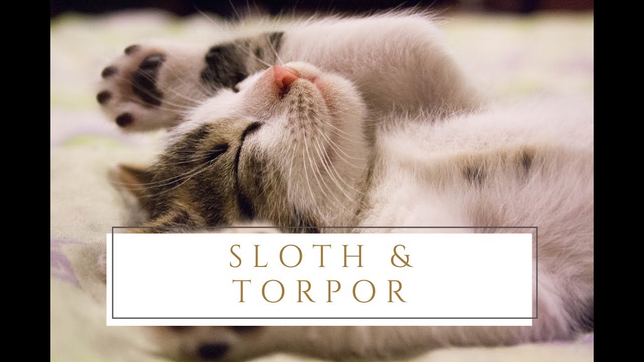 Sloth and Torpor (Hindrances III) | Ajahn Nisabho