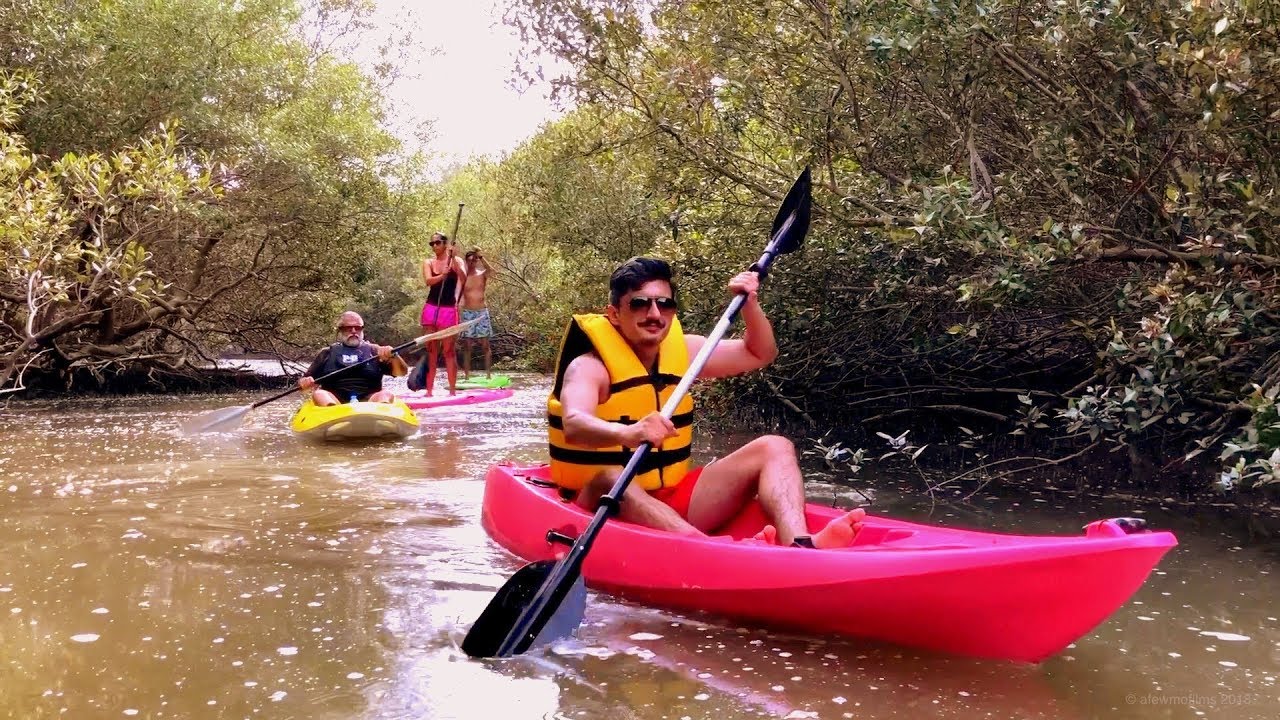 Kayaking in Karachi's mangrove forest