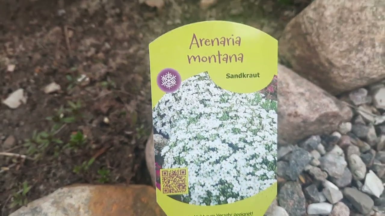 Почвопокровник Аренария (песчанка горная, браззард). Sandkraut Arenaria mantana, winterhart.