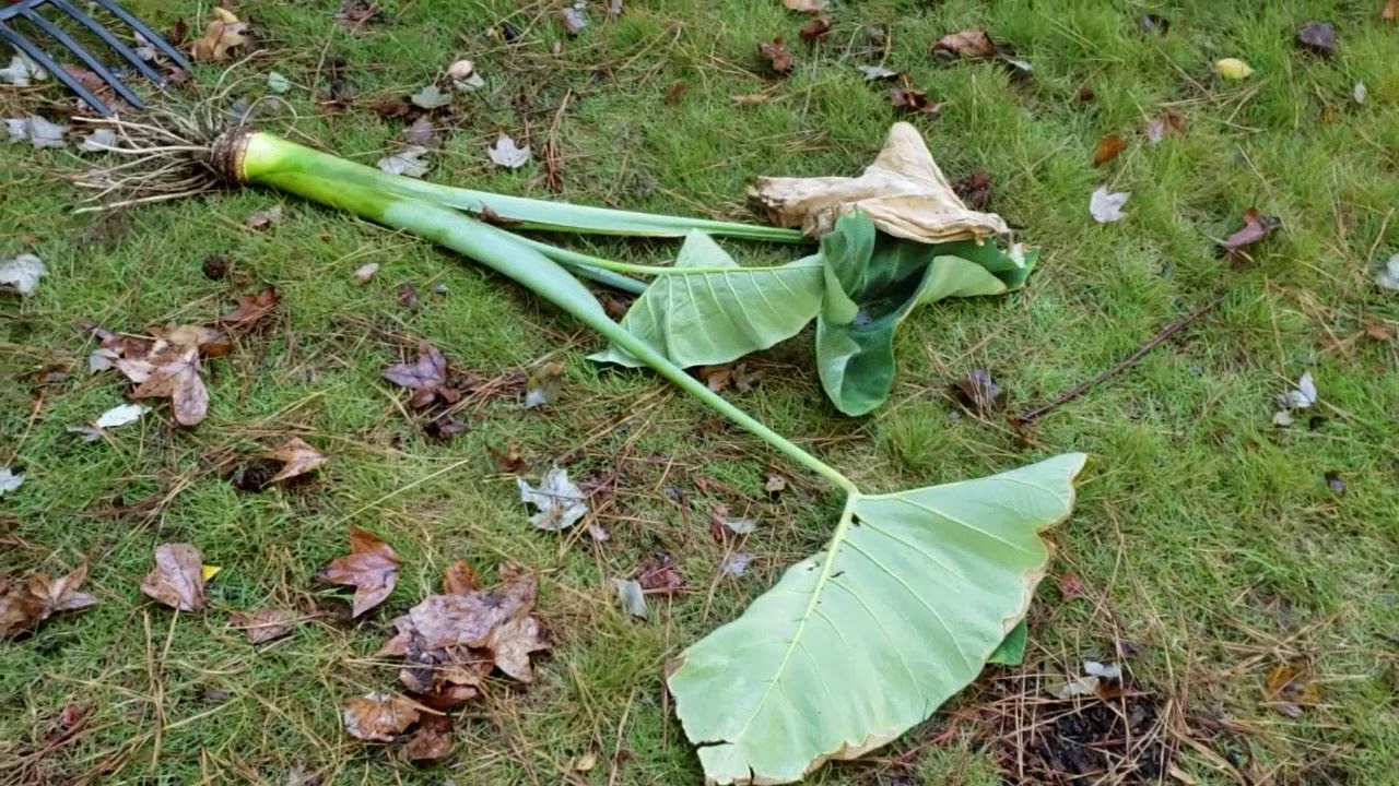 Our garden 2019 - Malanga (Taro root) harvest