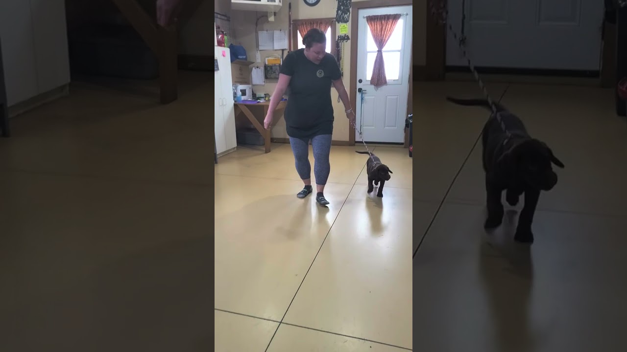 Mocha, 10 week old pup training.