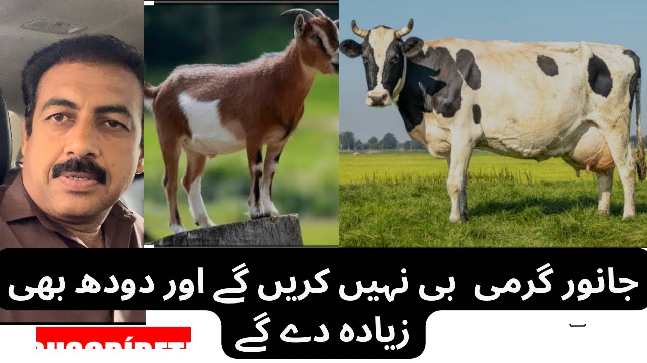 How too increase Milk of cow and goat in hot weather || dairy and goat farming