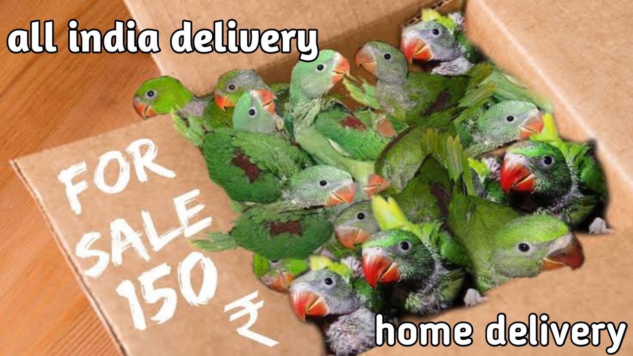 parrot buying online free dilivary|baby parrot online buy|baby parrot online buying video...