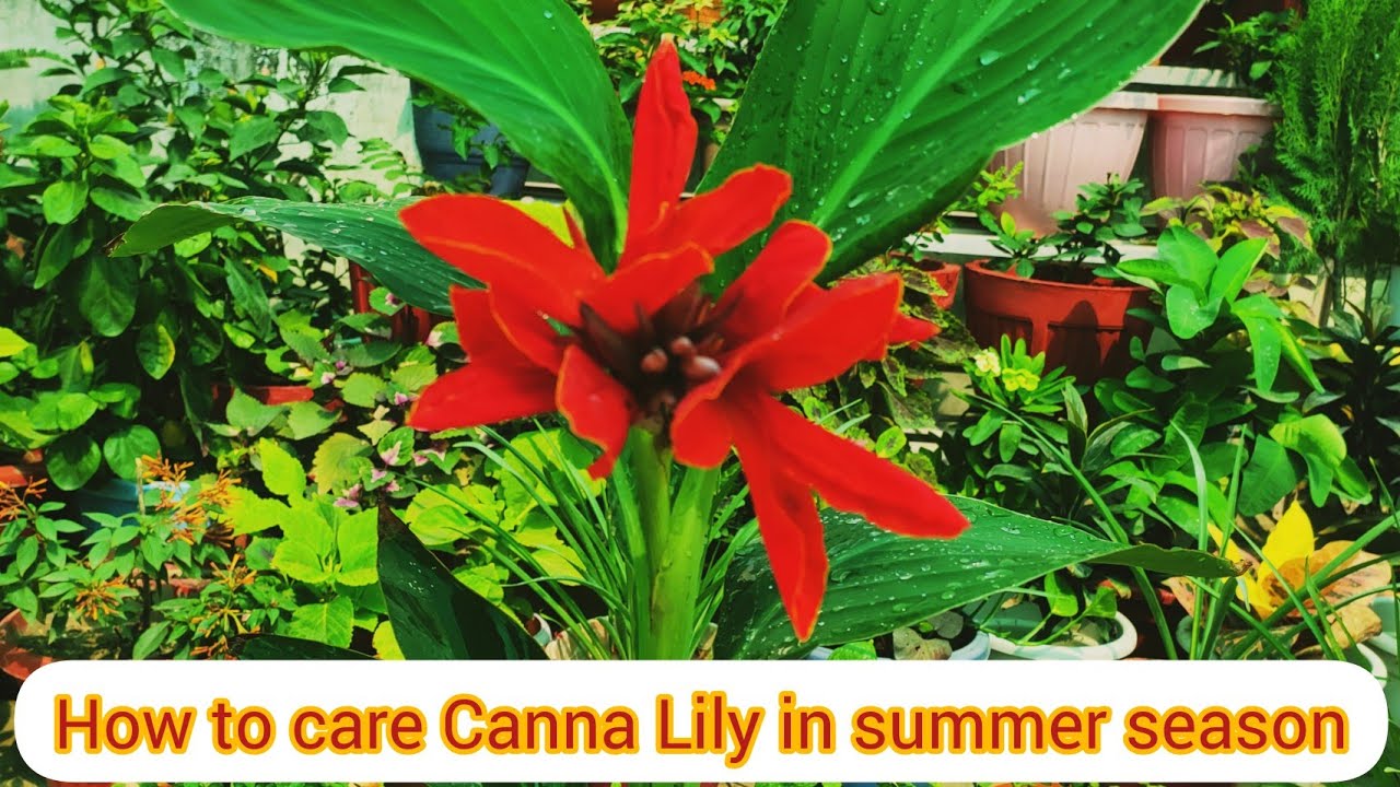 How to care Canna Lily in summer season🌼 🌸🌸