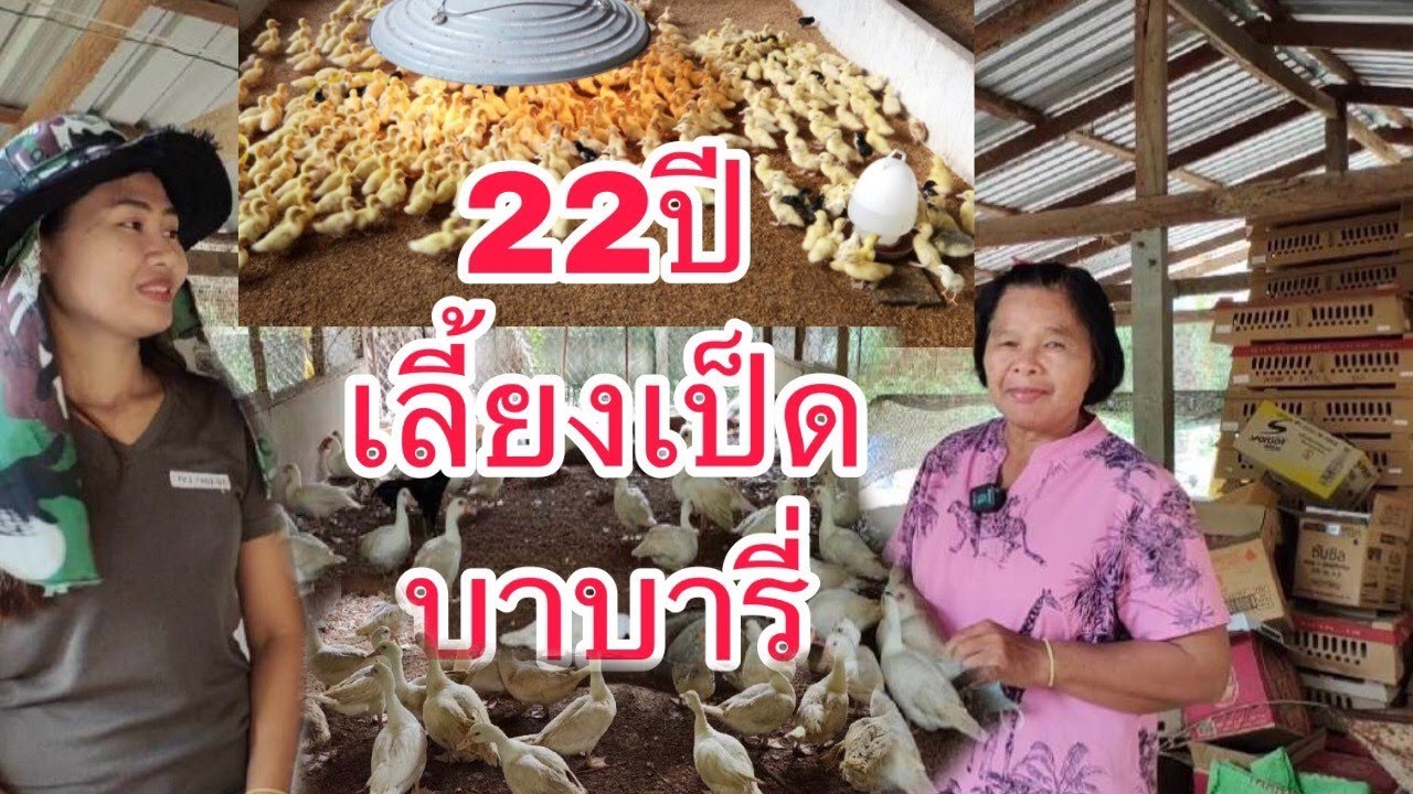 #เลี้ยงเป็ดบาบารี่ #เพาะลูกเป็ดขาย เป็ดเนื้อเลี้ยงง่าย  ราคาไม่เคยตก