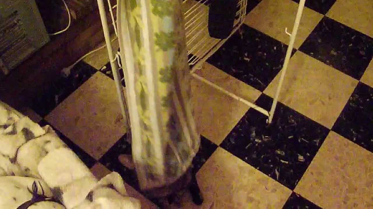 Les aventures de CAPUCINE : un chat, non presque un singe capucin
