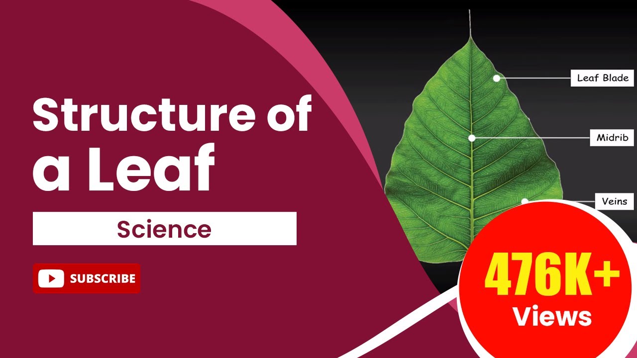 Structure of a Leaf | Science Tutorial