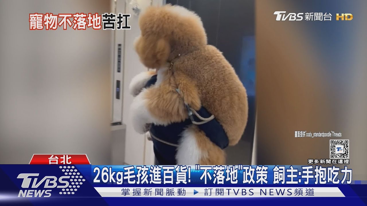 26kg毛孩進百貨! 「不落地」政策 飼主:手抱吃力｜TVBS新聞 @TVBSNEWS01