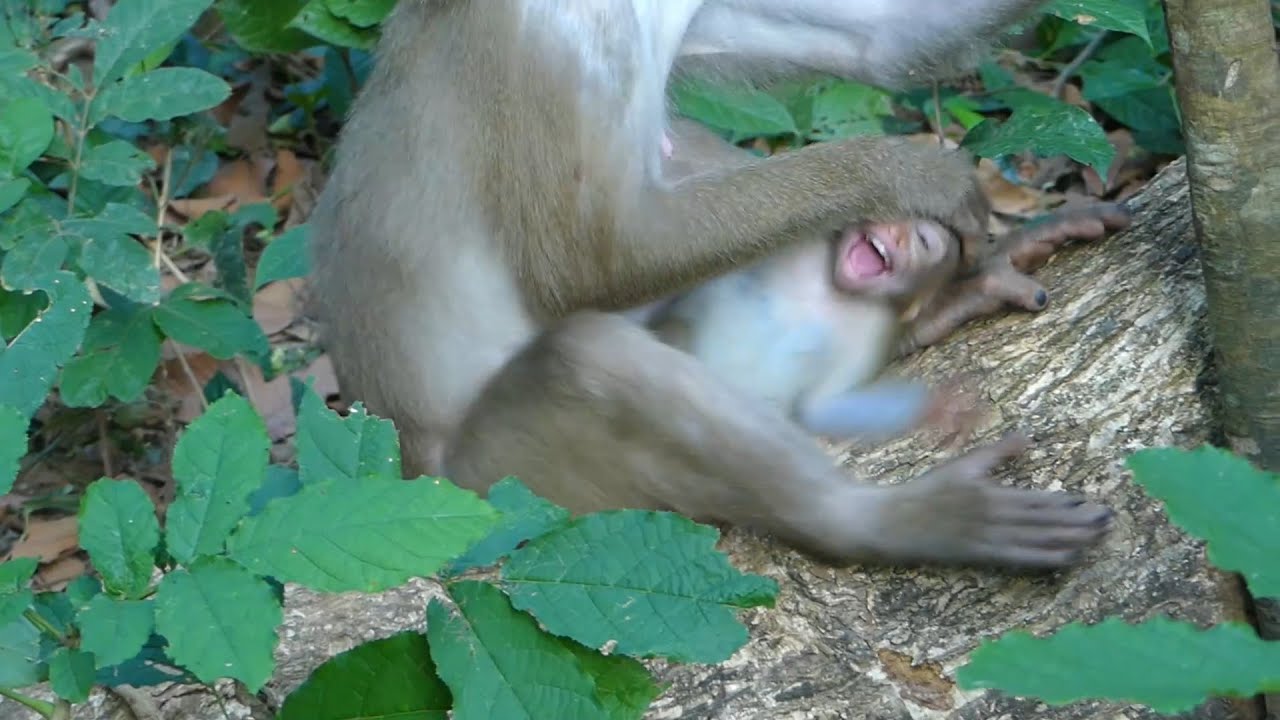 Baby Rainbow cries super seizure cuz Libby stop breastfeeding baby, Libby tries to stop Rainbow milk