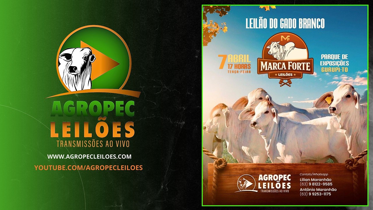 agropecleiloes.com LEIL&Atilde;O GADO DE CORTE | MARCA FORTE LEIL&Otilde;ES - GURUPI-TO 07/04/2026.