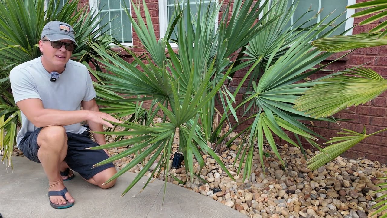 Sabal Tour In Depth