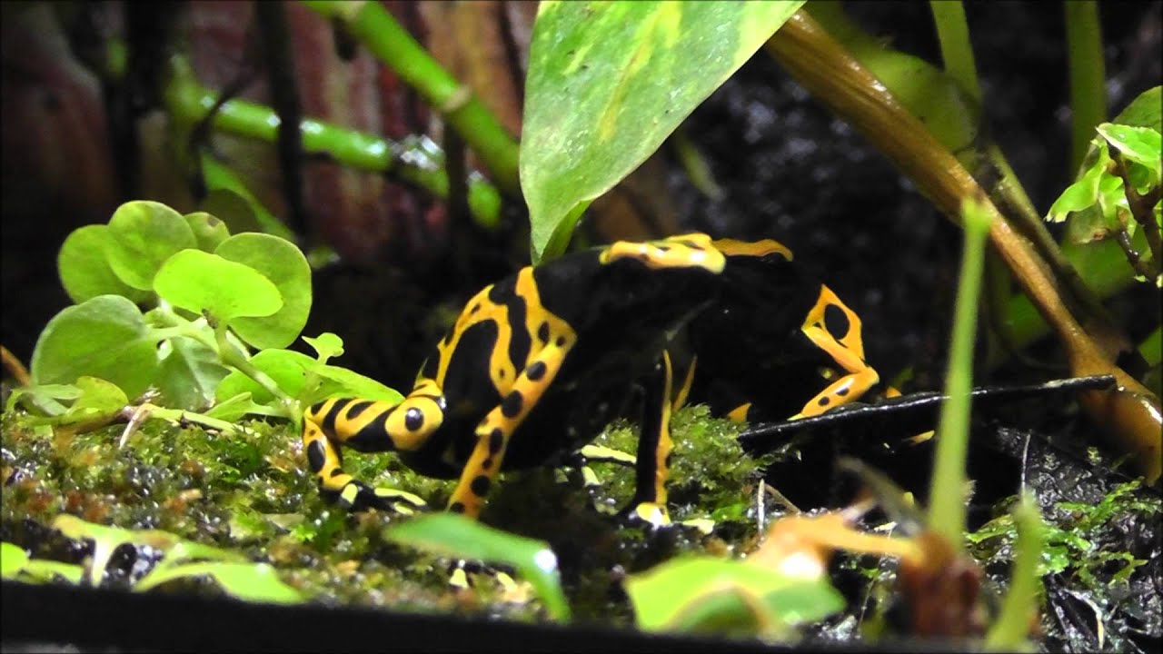 Bumble Bee Dart Frogs Calling