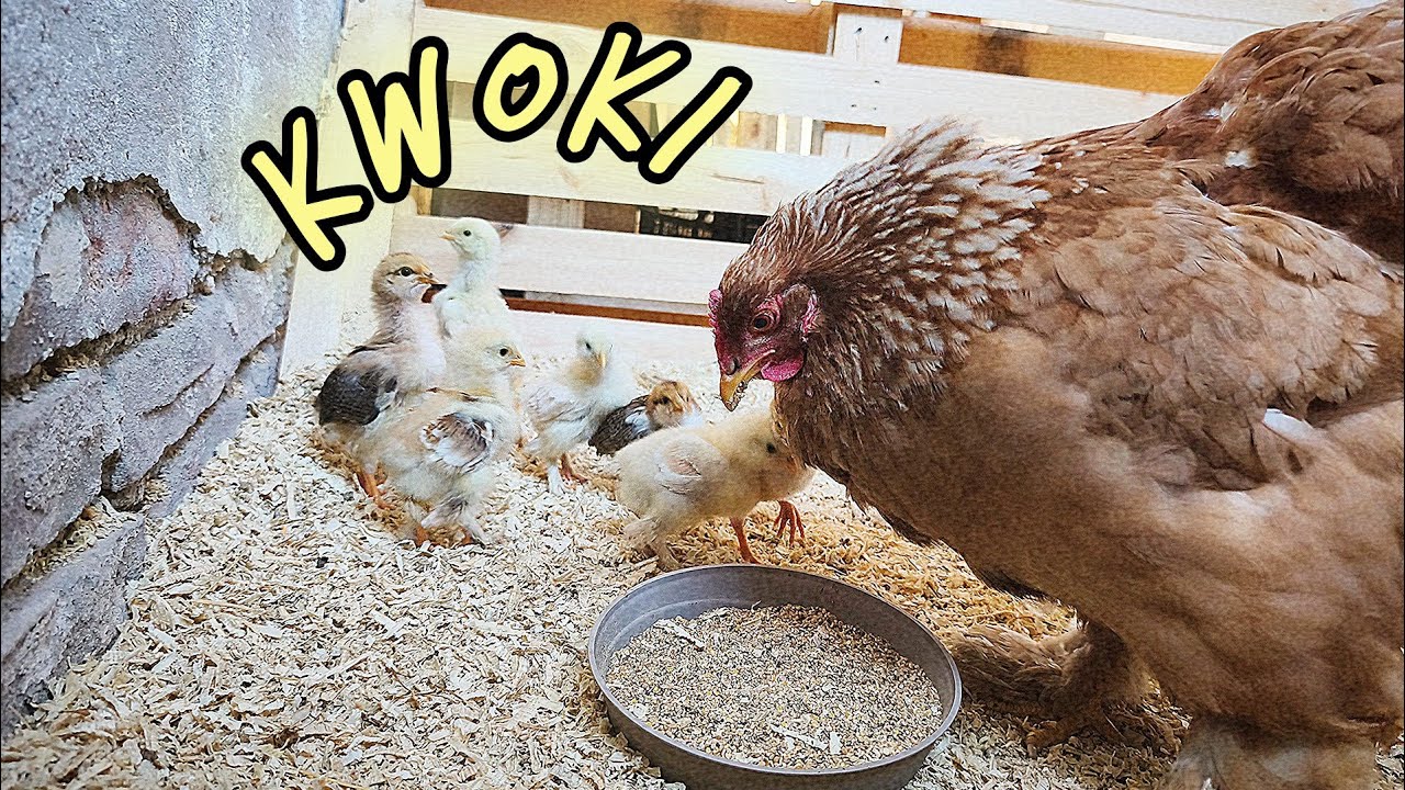 KWOKA🐓 - Naturalne Lęgi🥚 Kurczaki w Hodowli 🌾.