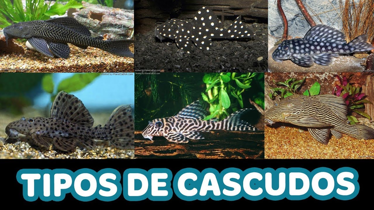 Variedades de CASCUDOS