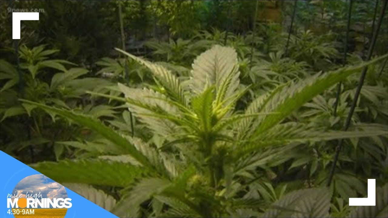 Take Care: The risks of some cannabis products