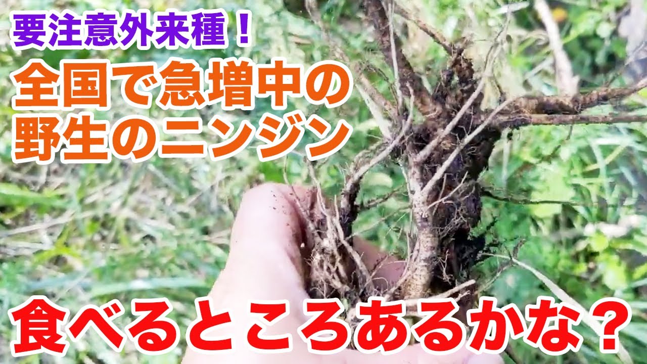 全国的に急増中！野生のニンジンは要注意外来種！？