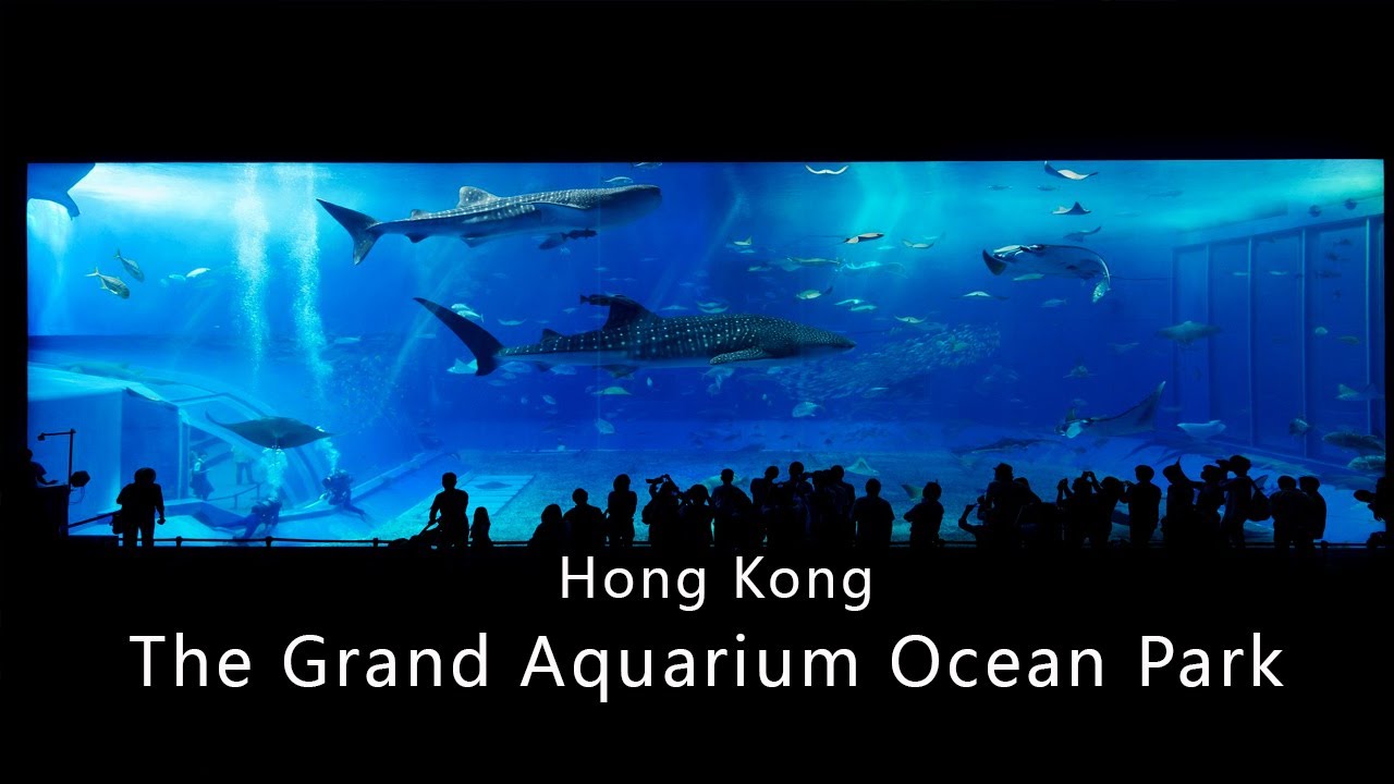 【4K】The Grand Aquarium Ocean Park Hong Kong Amazing Tour 香港海洋公园大水族馆