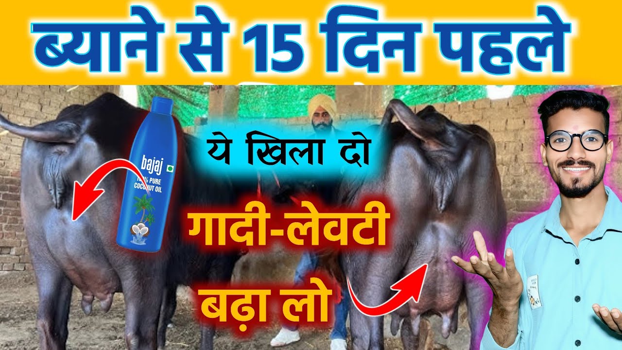 गाय भैंस कि गादी लेवटी 15 दिन में डबल करें👌bhains ka udder kaise badhaye? भैंस की गादी कैसे बढ़ाएं👍🏻