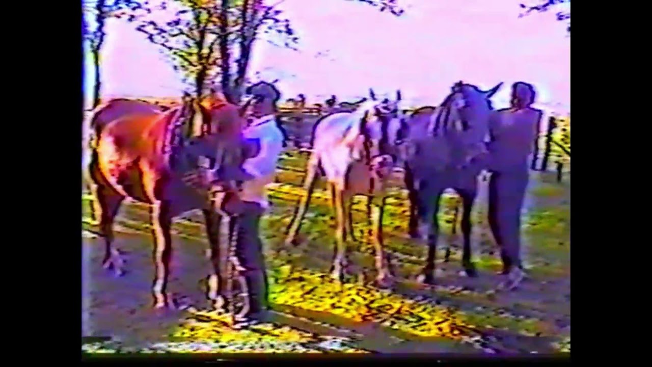 Amansada de pecho  Maipu bs as